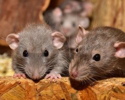 Dératisation : 3 raisons de faire confiance à un expert